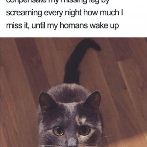 Times Asshole Cats Were Publicly Shamed For Their Hilariously Horrible Crimes (17)