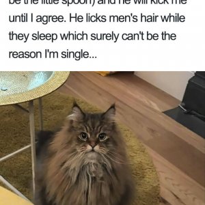 Times Asshole Cats Were Publicly Shamed For Their Hilariously Horrible Crimes (19)