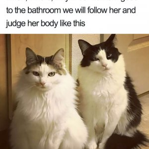 Times Asshole Cats Were Publicly Shamed For Their Hilariously Horrible Crimes (22)