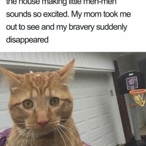 Times Asshole Cats Were Publicly Shamed For Their Hilariously Horrible Crimes (3)