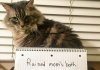 Asshole cats were publicly shamed for their hilariously horrible crimes (21 images)