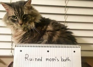 Asshole cats were publicly shamed for their hilariously horrible crimes (21 images)