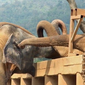 Watch The Incredibly Emotional Moment A Blind Elephant Gets To Meet Her New Herd 1
