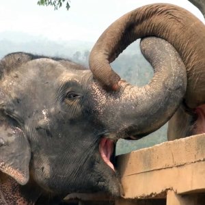 Watch The Incredibly Emotional Moment A Blind Elephant Gets To Meet Her New Herd 2
