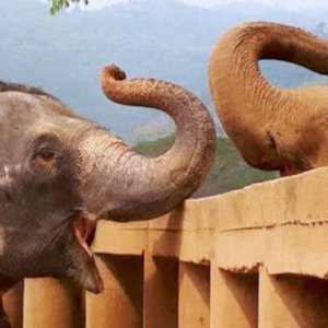 Watch The Incredibly Emotional Moment A Blind Elephant Gets To Meet Her New Herd