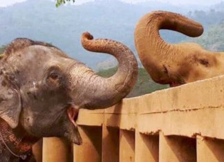 Watch the incredibly emotional moment a blind elephant gets to meet her new herd (funny video)