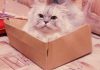 12 types of cats