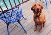 Dog waits for his owner to arrive home in a unique way