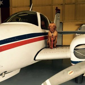 Dog Waits For His Owner To Arrive Home In A Unique Way (10)