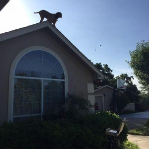 Dog Waits For His Owner To Arrive Home In A Unique Way (4)