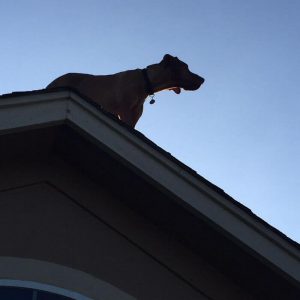 Dog Waits For His Owner To Arrive Home In A Unique Way (5)