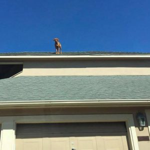 Dog Waits For His Owner To Arrive Home In A Unique Way (6)