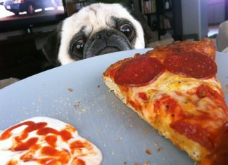 Dogs begging for food that you just can’t say no to. Part 1 (21 images)
