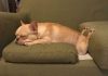Idiot dogs that will crack you up (21 GIFs)