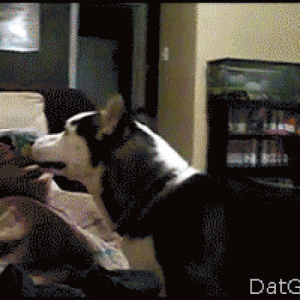 Idiot Dogs That Will Crack You Up (12)