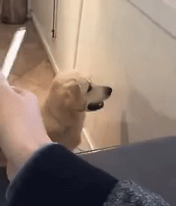 Idiot Dogs That Will Crack You Up (3)