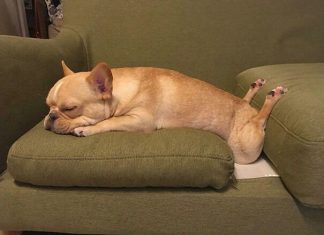 Idiot dogs that will crack you up (21 GIFs)