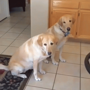 Idiot Dogs That Will Crack You Up (9)