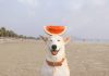 Hilarious Tumblr messages by dogs that will make you wag your tail happily (15 images)