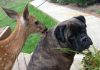 The greatest animal snapchats ever snapped (21 images)