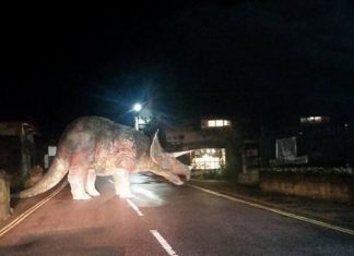Times people couldn’t believe their eyes on the road. Part 1 (21 images)