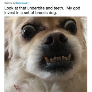 Dog owners are being brutally honest with their puppers (1)