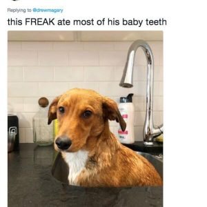 Dog owners are being brutally honest with their puppers (10)