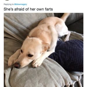 Dog owners are being brutally honest with their puppers (11)