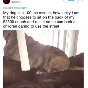 Dog owners are being brutally honest with their puppers (12)