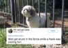 Dog owners are being brutally honest with their puppers (21 images)