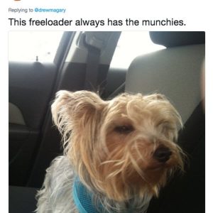 Dog owners are being brutally honest with their puppers (3)