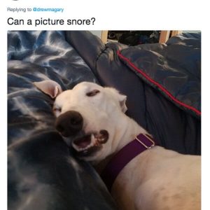 Dog owners are being brutally honest with their puppers (6)