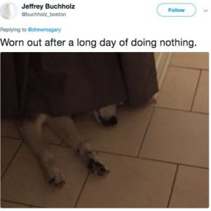 Dog owners are being brutally honest with their puppers (7)