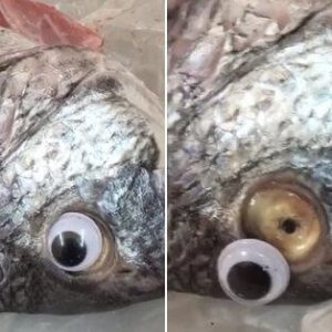 Store caught putting googly eyes on fish to look fresher (9)