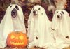 What should your dog be for Halloween?