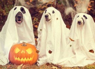 What should your dog be for Halloween?