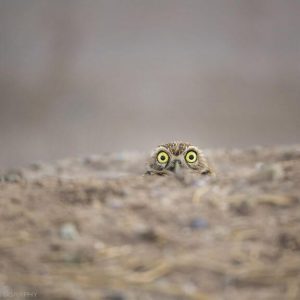 comedy-wildlife-photography-awards-finalists-2018 (10)