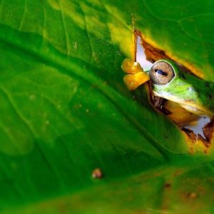 comedy-wildlife-photography-awards-finalists-2018 (11)