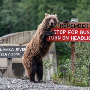 comedy-wildlife-photography-awards-finalists-2018 (18)