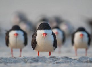 Comedy wildlife photography awards will make your day (21 images)