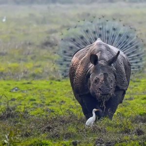 comedy-wildlife-photography-awards-finalists-2018 (20)