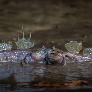 comedy-wildlife-photography-awards-finalists-2018 (3)