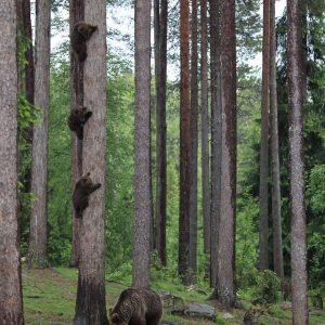 comedy-wildlife-photography-awards-finalists-2018 (4)