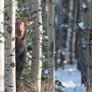 comedy-wildlife-photography-awards-finalists-2018 (6)