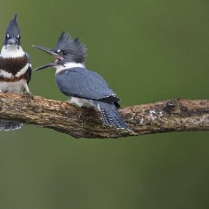 comedy-wildlife-photography-awards-finalists-2018 (7)