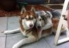 Animal Friendships (21 images)