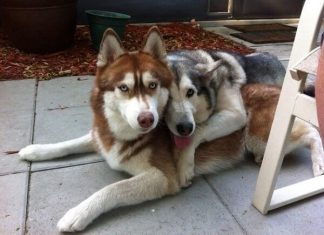 Animal Friendships (21 images)