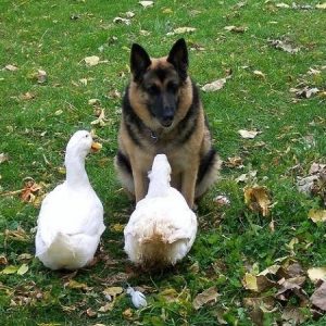 Animal friendships (6)