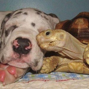 Animal friendships (7)