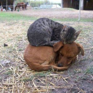 Animal friendships (9)